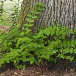 Tutsan Plant