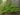 hypericum-androsaemum-1037