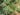 hypoestes-phyllostachya-41