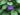 ipomoea-purpurea-632