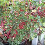 BloodLeaf