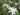 jasminum-multiflorum-1613