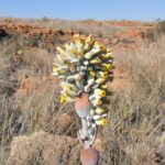 Paddle Plant