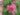 lagerstroemia-species