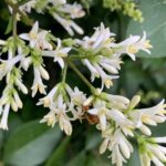 California Privet