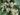 ligustrum-ovalifolium
