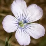 Pale Flax