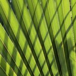Chinese Fan Palm