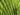 livistona-chinensis-1010