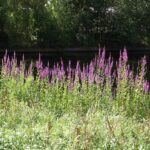 Purple Loosestrife
