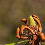 Magnolia