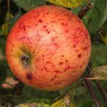 Apple Tree