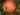 malus-domestica
