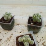 Mammillaria Cactus