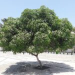 Mango Tree