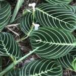 Prayer Plant