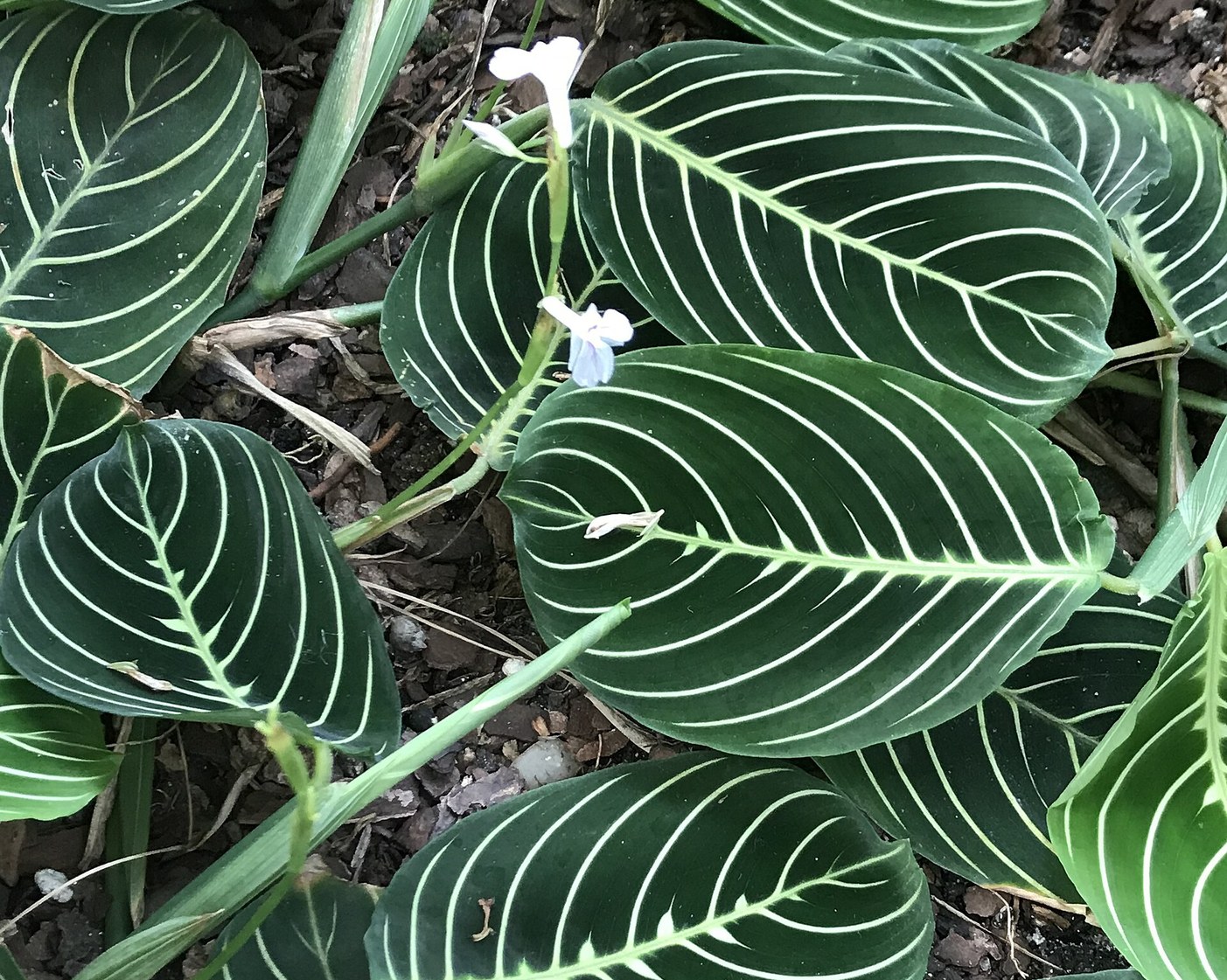 Prayer Plant