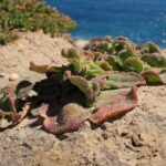 Ice Plant