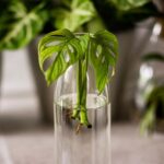 Swedish Monstera