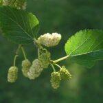 Mulberry