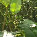 Cavendish Banana