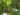 musa-acuminata