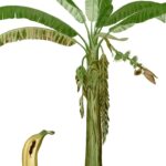 Plantain