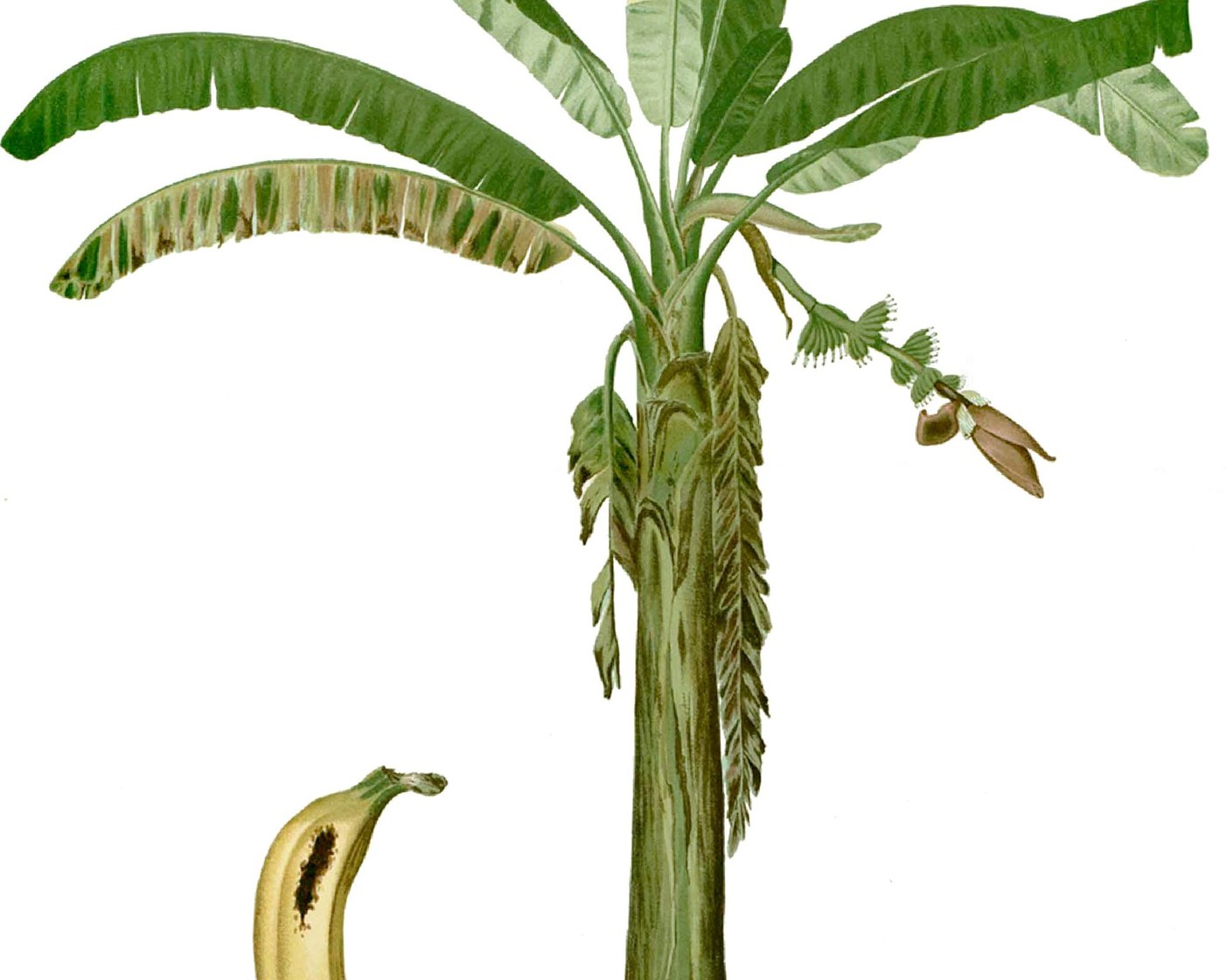 Plantain