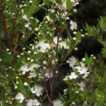 Common Myrtle