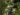myrtus-communis-916