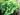 ocimum-basilicum-719