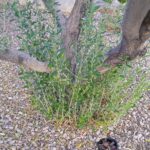 Olive Tree