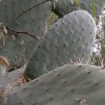Jerusalem Cactus