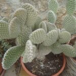 Angel Wing Cactus