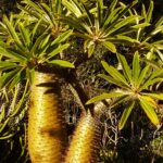 Madagascar Palm