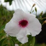 Bower Vine