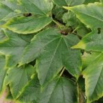 Boston Ivy