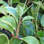 Baby Rubber Plant