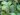peperomia-obtusifolia-849