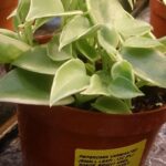 Variegated Peperomia