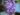 petrea-volubilis-865