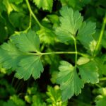 Parsley