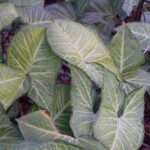Philodendron Imperial Green