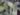 philodendron-erubescens-imperial-green