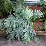 Blue Fern