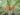 phoenix-canariensis-1549