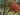 phoenix-dactylifera-521