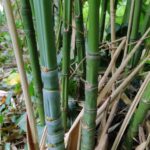 Golden Bamboo