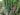 phyllostachys-aurea-1012