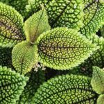 Moon Valley Pilea